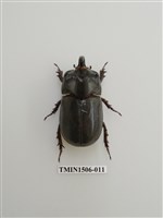 藏品(金龜子科(十二))的圖片